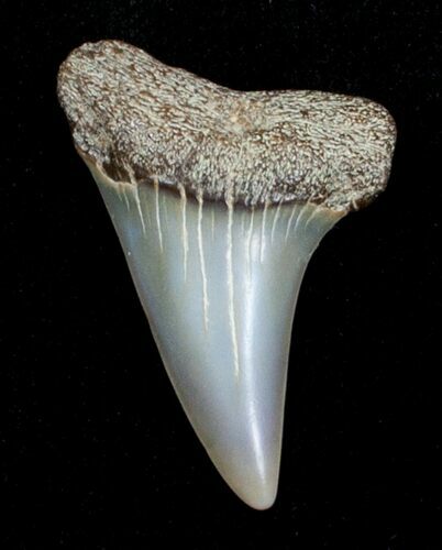 Fossil Mako Shark Tooth - Virginia #3722
